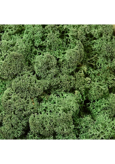 Trend Bahçe Reindeer Moss Dark Green Şoklanmış Norveç Yosunu 4 KG