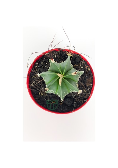 Astrophytum Capricorne Beyaz Benekli Özel Tür Kaktüs Keçi Boynuzukaktüsü 8.5 CM Kırmızı Saksıda 