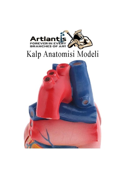 Kalp Modeli 2 Parça 1 Adet Gerçek Boy Kalp Anatomisi Modeli İnsan Kalp Modeli Renkli Bilim Deney Malzemesi