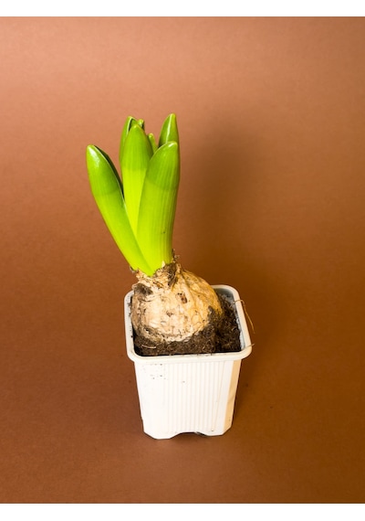 Sümbül Hyacinthus Orientalis 19 Cm Tekli Saksıda Filizlenmiş Form