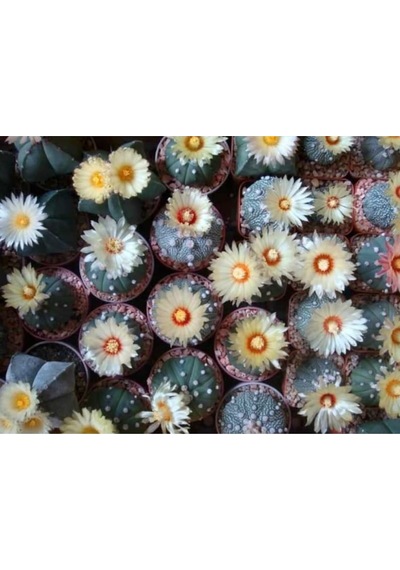 10 Adet Rare Species Mix Kaktüs Tohumu