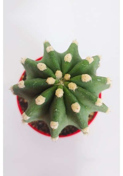 Echinopsis Subdenudata Özel Tür 8.5 CM Kırmızı Kaktüs