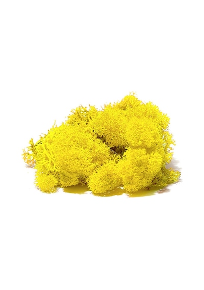 Trend Bahçe Sari Şoklanmış Reindermoss Teraryum Yosunu 50 G