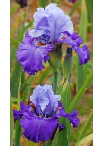 2 Adet Cornflower Renk Iris Süsen Germenica Çiçek Soğanı