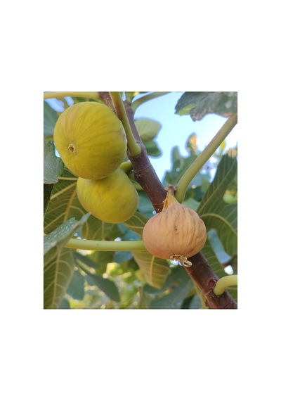 Calimyrna %100 Natural, Üreticiden Büyük Boy Ballı Aydın Germencik Inciri 1 Kg Diğer