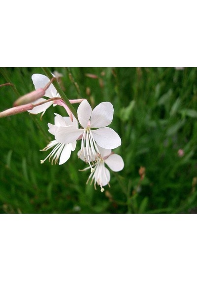 10 Adet White Gaura Whırlıng Butterflıes Tohumu
