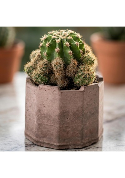 Tr Zevli Ateliera El Yapımı Beton Saksı + Canlı Sukulent & Kaktüs Koleksiyonu Kızıl Toprak, Geo, Echinopsis O