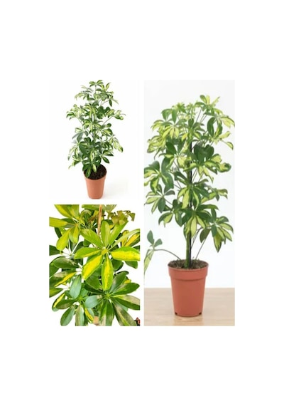 Videolu Çift Dal Alacalı Şeflera Çiçeği 50-80 Cm Saksılı Iç Mekan Bitkileri Schefflera