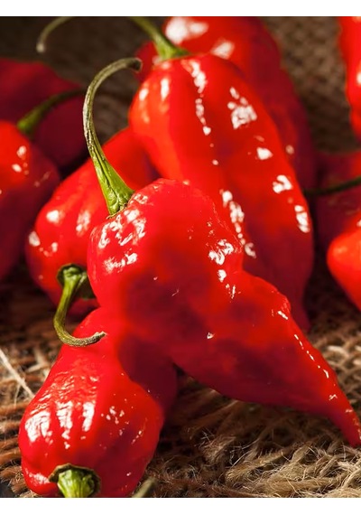 Ghost Pepper & Bhut Jolokia 1 Milyon Scoville Gerçek Taze Acı Biber