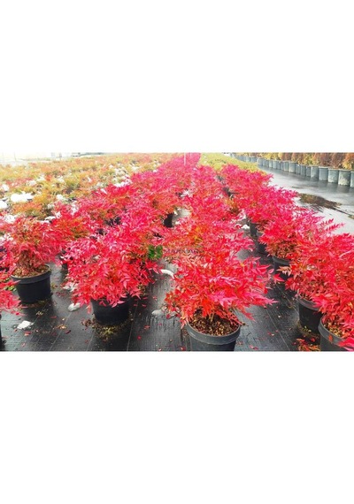 Cennet Bambusu Bitkisi Nandina Domestica 25-30 Cm Saksıda
