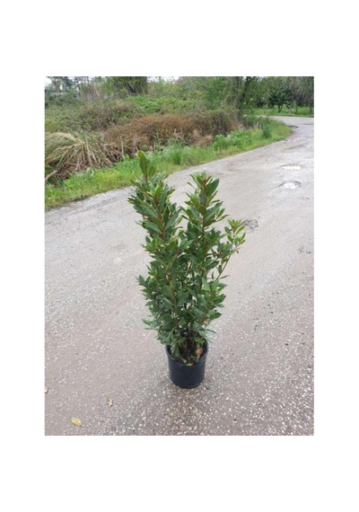 Defne -120-150 Cm Boyunda Tüplüdür
