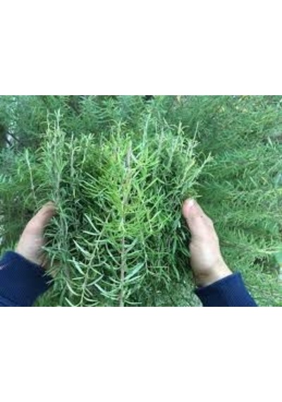 25 Adet Biberye Tohumu + Saksı + Toprak + Tohum