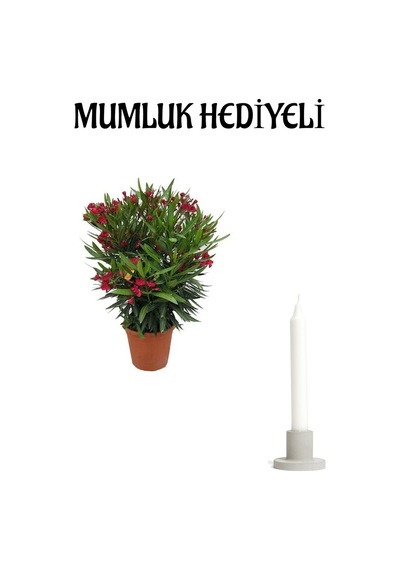 Kırmızı Renk Bodur Zakkum Fidanı Sevgilier Gününe Özel Mumluk Hediyeli