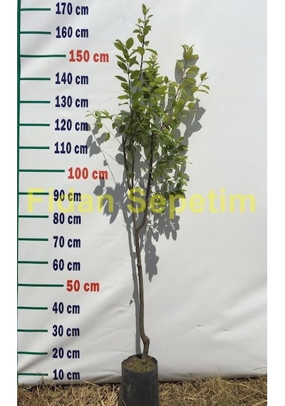 3 Yaş Aşılı Papaz Erik Fidanı N11.773