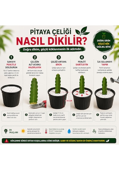 Kendi Pitayanı Yetiştir Ejder Meyvesi Başlangıç Seti 20-30 Cm Çelik + 1,6 L Saksı + Perlit
