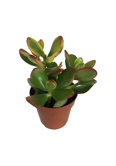 Crassula Ovata Sunset - Para Bitkisi 8,5 Luk