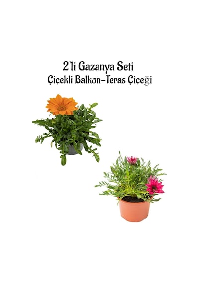 Turuncu-pembe Beyaz Gazanya Çiçeği 2 Adet Saksılı 10-20cm Bahçe Balkon Çiçeği
