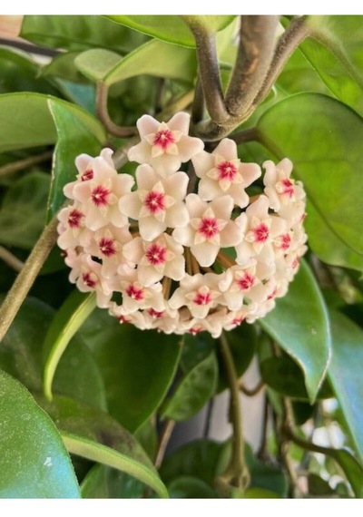 Videolu Beyaz Renk Mum Çiçeği Hoya Carnosa Kokulu 1.kalite 10-20cm