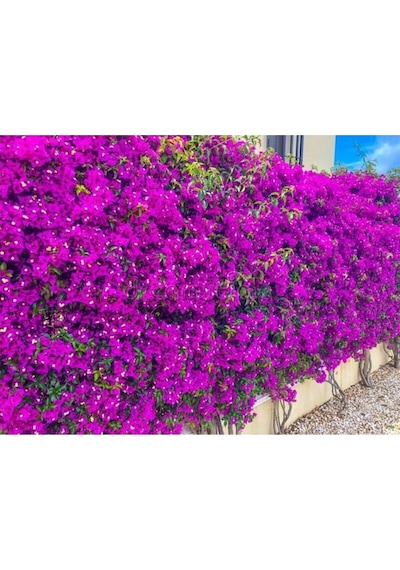 Begonvil Fidanı Bougainvillea Bahçe Balkon Teras