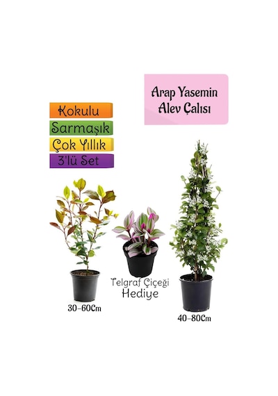 Mis Kokulu Arap Yasemini+alev Çalısı Fidanı+telgraf Çiçeği 3'lü Set