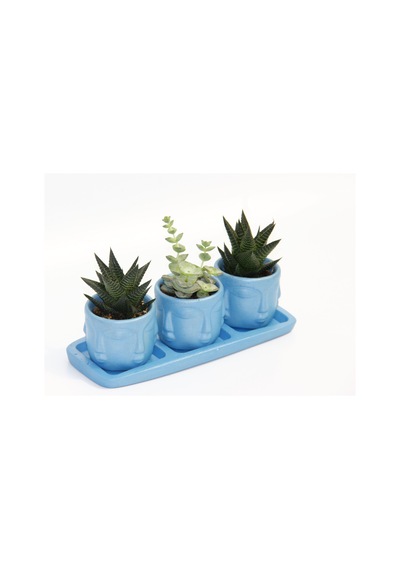 Trio Mavi Adler Sukulent Seti - Haworthia Limifolia. Crassula Per