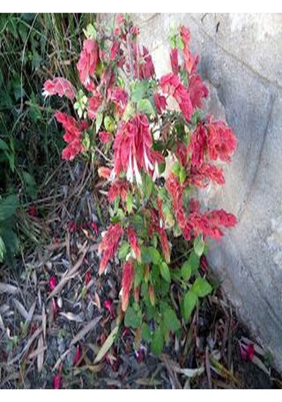 Pembe Renkli 4 Adet Karides Çiçeği Fidanı 40-60cm Saksılı Shrimp Plant