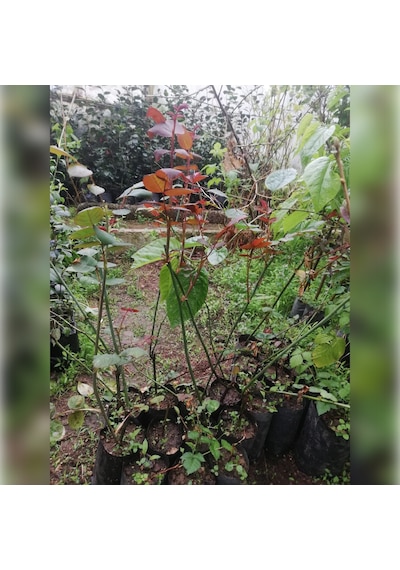 Kırmızı Kadife Gül Koyu 50-80 Cm