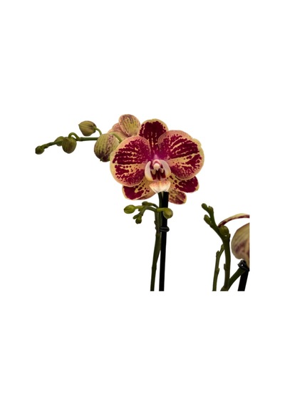 Phalaenopsis 'Spears' (Bordo Orkide) Ø12 CM Y70-80 CM
