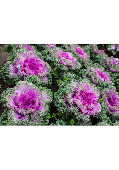 10 Adet Mix Decorative Cabbage Tohumu