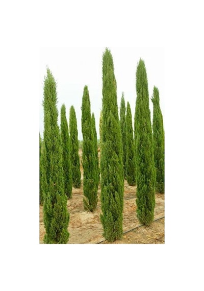 Akdeniz Servisi Cupressus Sempervirens 10 Adet