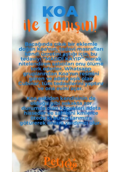 Petjoo 14.Koa Turuncu-Mavi Qr'lı Köpek Künyesi