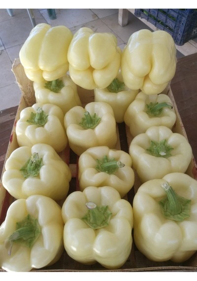 Beyaz Tatlı Dolmalık Biber Tohumu 25 GR
