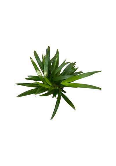 Dypsis Lutescens (Areka Palmiyesi) Ø12 CM Y30-35 CM