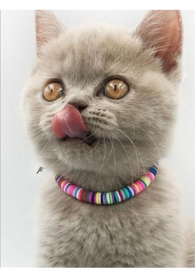 Evcil Hayvan Ayarlanabilir Boncuk Kedi Köpek Isimli Tasma