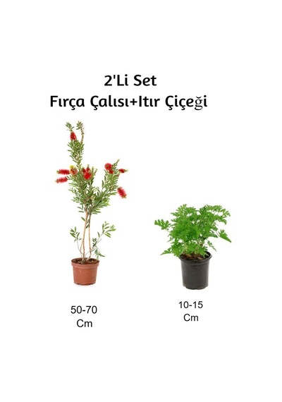 Fırça Çalısı+ Itır Çiçeği Gül Damlası 2'li Set Dış Mekan Bitkisi