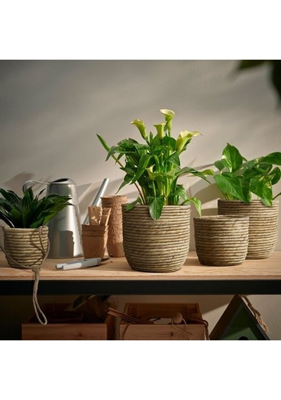 Ikea Sandödla Rattan Saksı, Su Sümbülü 86028378