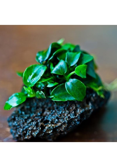 Anubias Petite Saksı Canlı Bitki 5-7 Yaprak