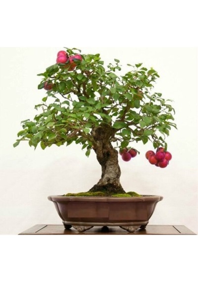 Erik Bonzai Ağacı Tohumu 2 Adet Bonsai Ağacı Tohumu