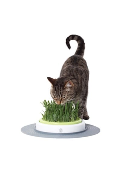 İthal Kedi Çimi Tohumu Ekim Seti 30 GRam Tohum +Saksı+Toprak