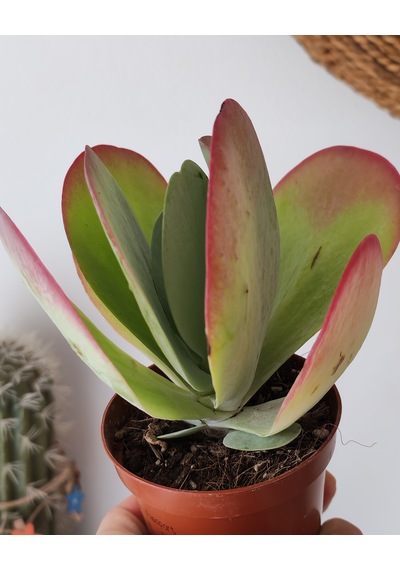 Kalanchoe Thyrsiflora Red Lips Sukulent 1 Adet