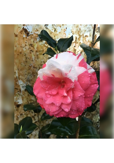 Kamelya Kırmızı Beyaz 3 Renk Açar 50-80 Cm Özel Ürün