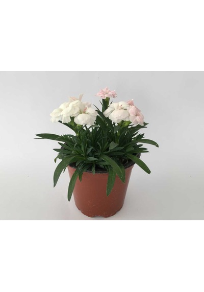 Bodur Karanfil Çiçeği Kırmızı-pembe-beyaz-mor 10-15cm 3 Adet