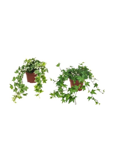 Mini Hedera Salon Sarmaşığı- Alacalı&Yeşil Askılı Saksıda 2 Adet
