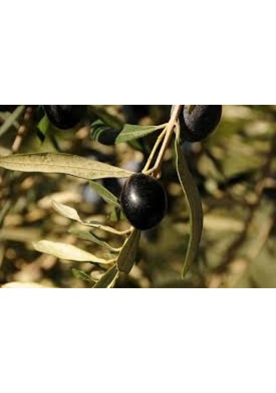 Bursatarım Gemlik Zeytin Fidanı tüplü/saksılı