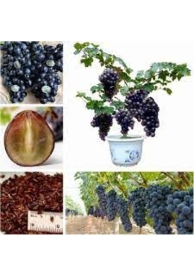 50 Adet Tohum Organik Hobi Bahçe Siyah Üzüm Bonsai Ağaç