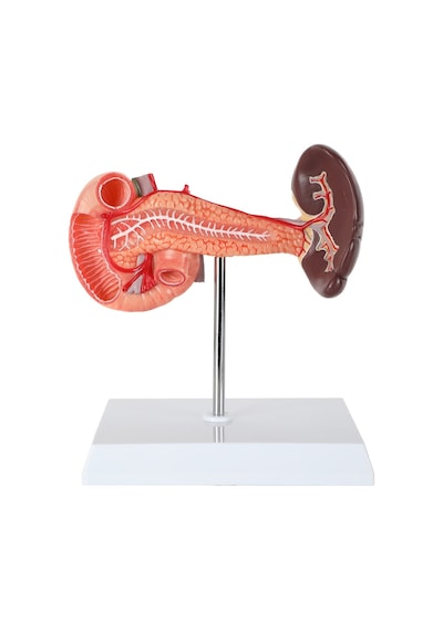 Pankreas, Duodenum Ve Dalak Modeli, Gerçek Boyut