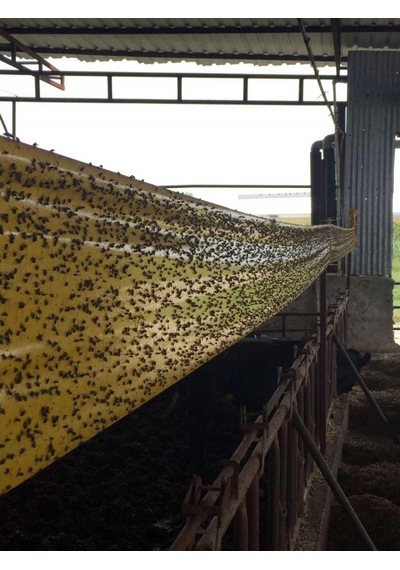 Karasinek Tuzak 0,15 X 50 Mt