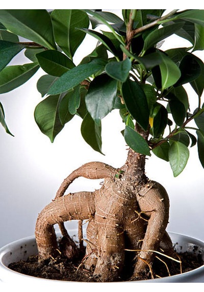 Videolu Ginseng Bonsai 1 Adet Saksılı 40-60 Cm Iç Mekan Salon Ofis Bitkisi Ficus Microcarpa