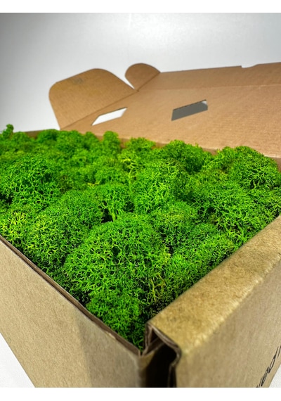 Reindermoss, Şoklanmış Norveç Yosunu, Terarium Yosunu, Grass Green Light