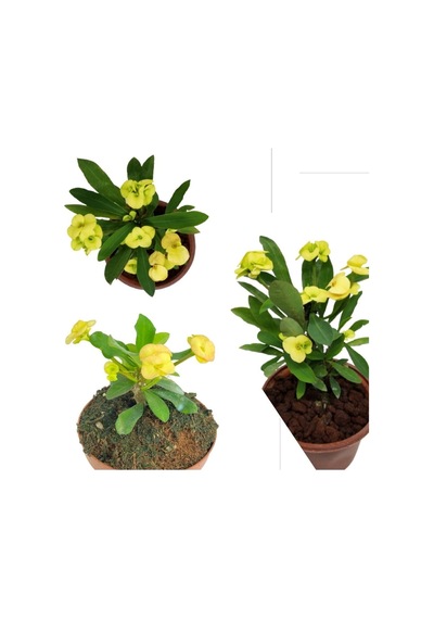 Videolu 1 Adet Altın Sarı Dikenler Tacı Çiçeği 5-15 Cm Tüplü Çiçekli Bodur Bitkiler Euphorbia Milli